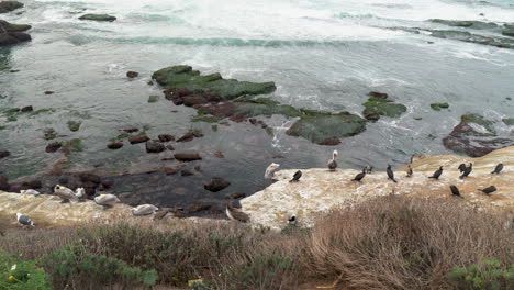 Eine-Gruppe-Von-Pelikanen-Und-Anderen-Vögeln,-Die-Sich-Auf-Einer-Klippe-Am-Meeresstrand-Pflegen-Und-Schlafen,-Während-Die-Flutwellen-Auf-Den-Felsen-Des-Gezeitenpools-Steigen---La-Jolla,-Kalifornien---4k