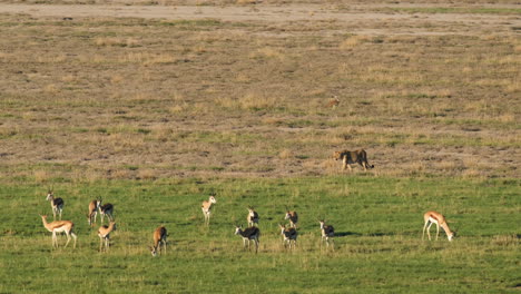 lioness walking on field with herd of gazelles in africa