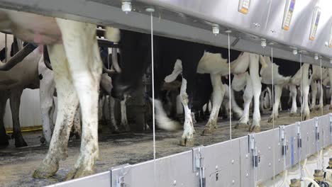 cows getting into position to be milked in a dairy farm