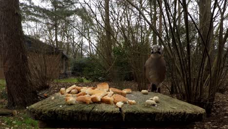 A-Eurasian-Jay-flies-onto-a-feeding-board,-looks-curious-at-the-camera,-takes-a-peanut-and-flies-away-again