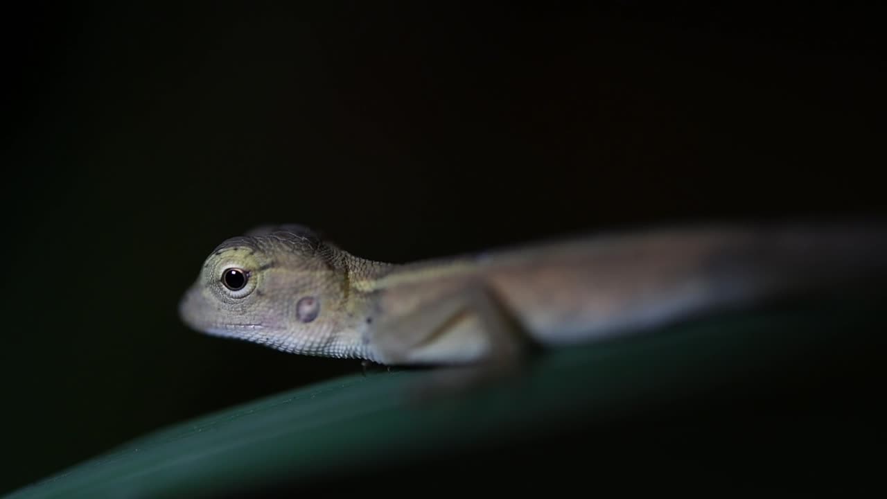 el lagarto de jardín oriental también se llama lagarto de jardín oriental, chupasangre y lagarto cambiable