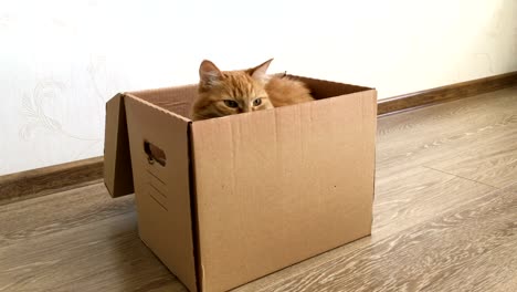 cute ginger cat sitting inside a carton box. fluffy pet is hiding