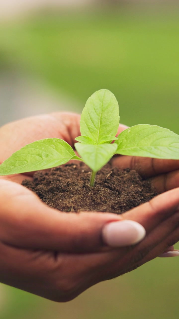 Persona che tiene tra le mani un piccolo germoglio di pianta verde