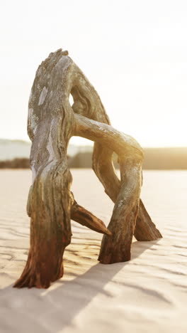 driftwood sculpture on a sandy beach at sunset