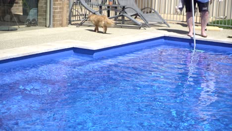 hombre y perro aspirando piscina azul