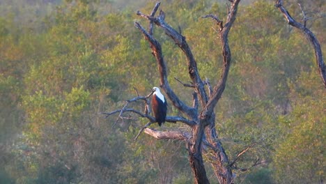 african fish eagle south africa native bird kruger national park wildlife