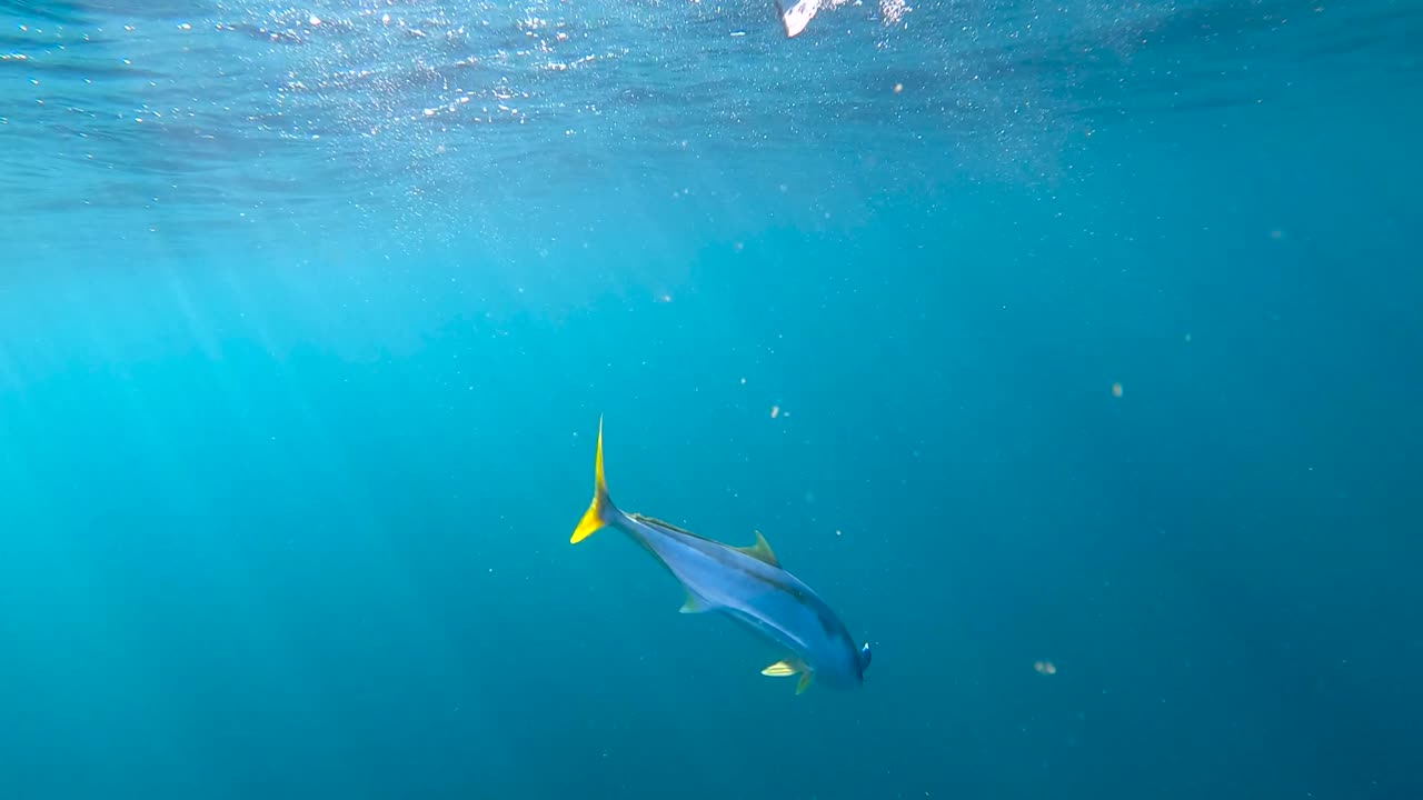방어 물고기는 탈출하여 낚싯대를 물속으로 끌어당겨 거품을 냅니다.