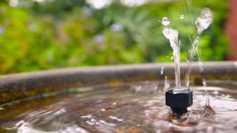 water fountain flowing in flower botanical garden, new zealand