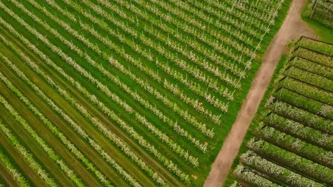 Endless lines of blooming apple trees in Italy, aerial view