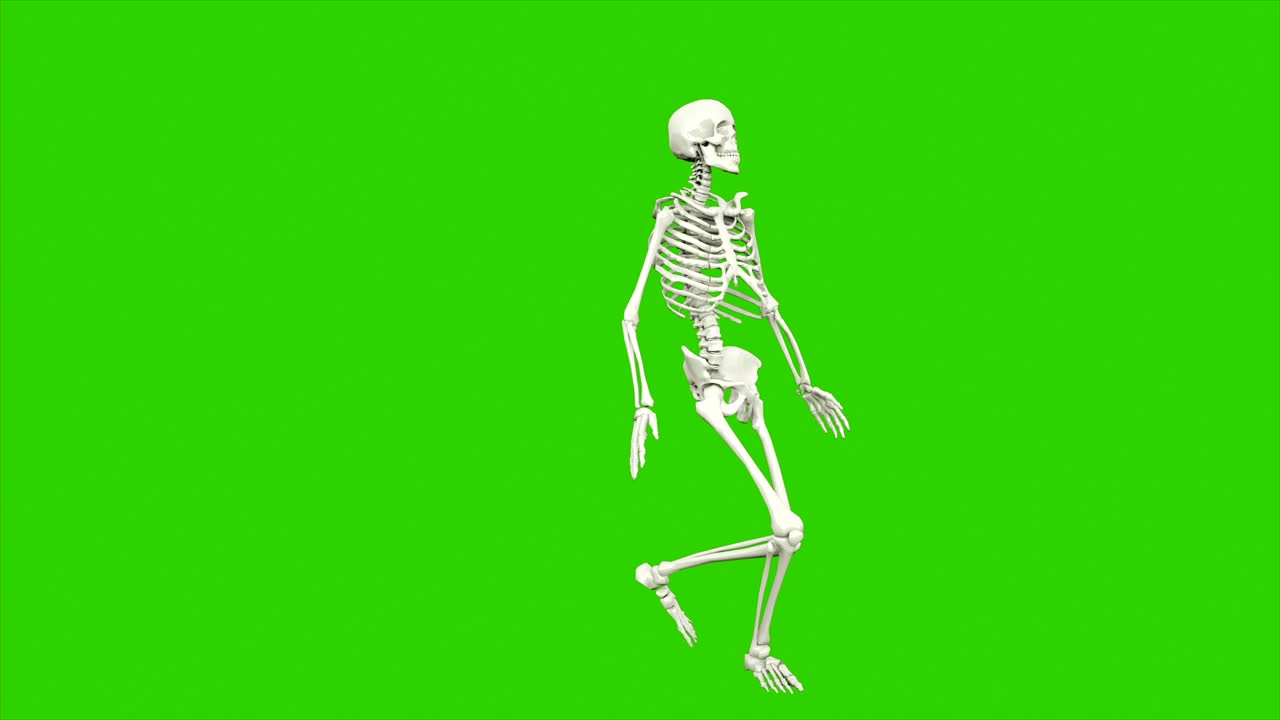 danza dello scheletro. animazione a loop senza soluzione di continuità sullo schermo verde.