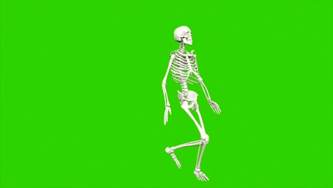 el baile del esqueleto. animación de bucle sin costuras en pantalla verde.