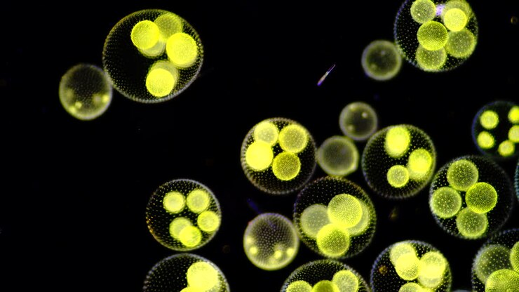 Microscopic View of Volvox Algae Colonies