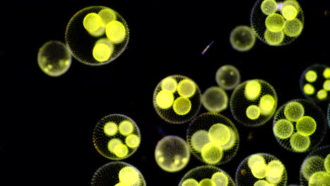microscopic view of volvox algae colonies