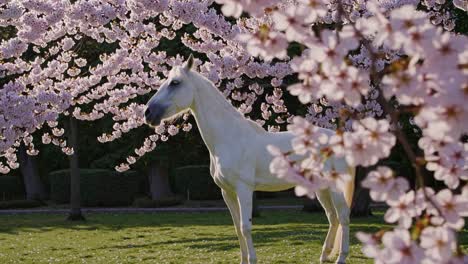 white horse under cherry blossoms
