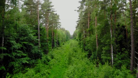 green grassy path between the tall pine trees in the forest