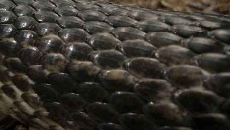 serpiente rata negra cerrar macro en escalas