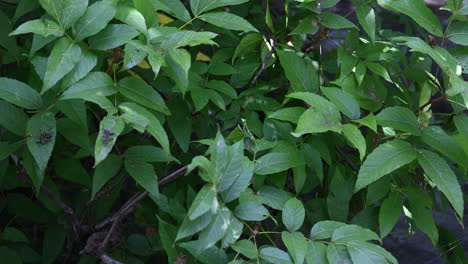 Este-Es-Un-Video-De-Una-Mantis-Religiosa-Sobre-Las-Hojas-De-Un-árbol-En-Landa-Park-En-New-Braunfels,-Texas