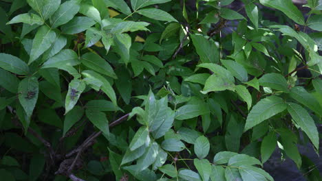 This is a video of a Praying Mantis on the leaves of a tree in Landa Park in New Braunfels Texas