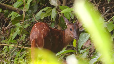 young red brocket deer feeds calmly in peru’s dense amazon rainforest, surrounded by lush foliage.