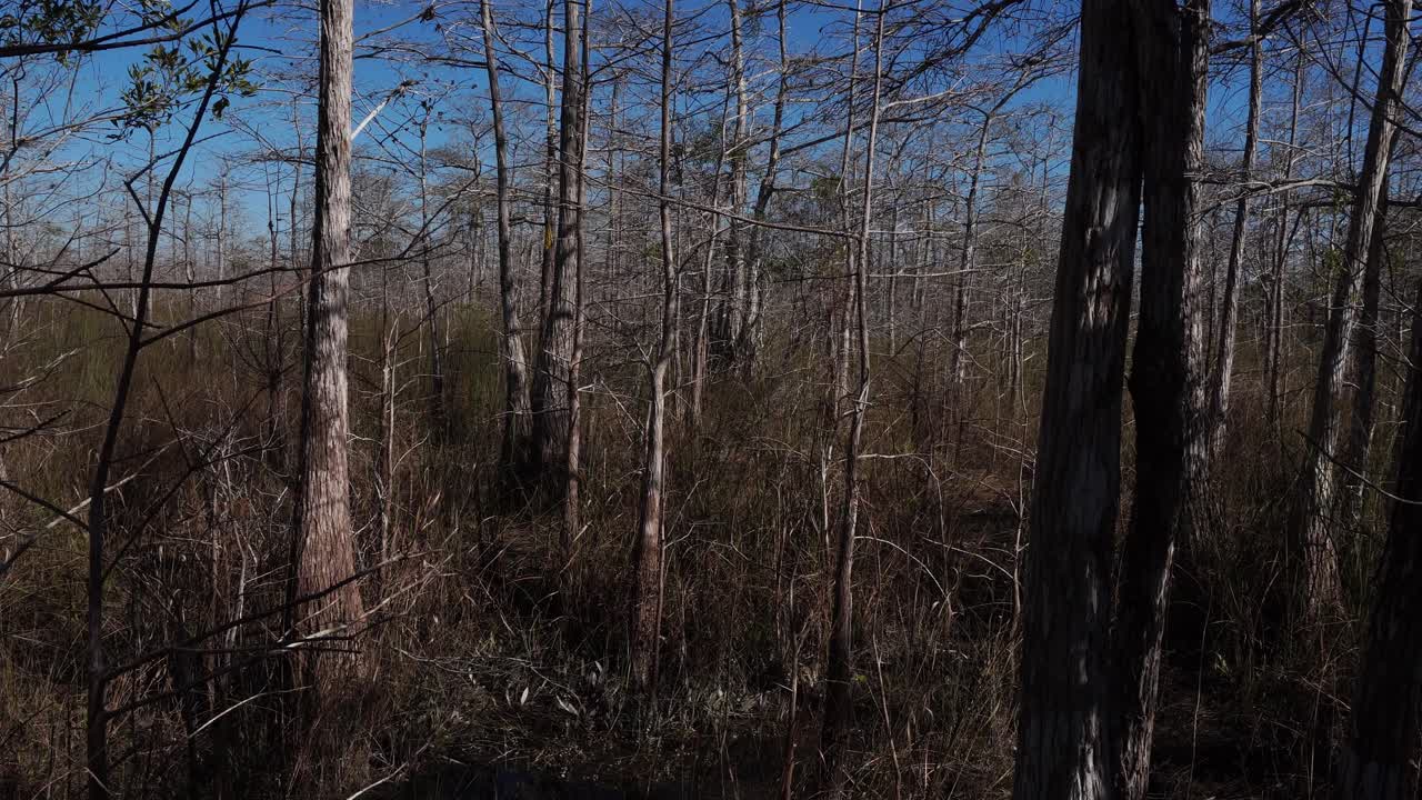 Vasta floresta sem folhas estendendo-se até onde a vista alcança, com incontáveis gravetos se movendo no chão sob um céu azulado.