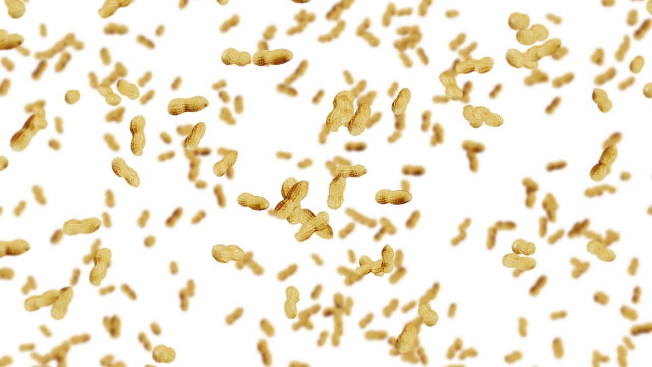 Flying many peanuts on white background. Raw peanuts. Groundnuts in shells. Healthy organic food. 3D loop animation of seed rotating.