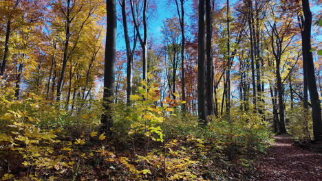 bright autumn forest with colorful foliage and blue sky