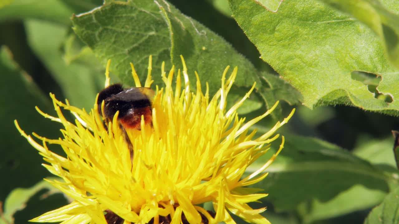 음식을 찾는 노란 꽃에 범블 비의 매크로 클로즈업 샷