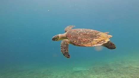 Hermosa-Tortuga-Carey-Nadando-En-El-Agua-Azul-Del-Océano