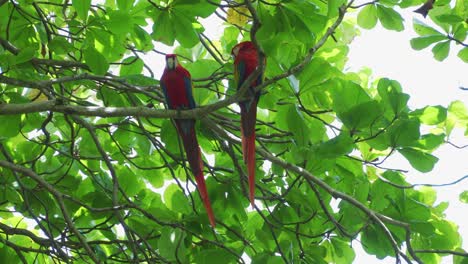 two macaw parrots in tree