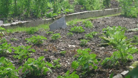 home grown food: healthy plants in outdoor garden structure