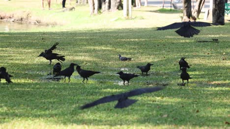 birds landing, foraging, and taking off in grass