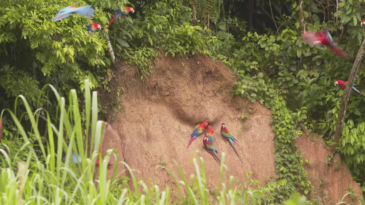 una bandada de guacamayos escarlata se ve despegando de la arcilla de chuncho mientras aterriza en los árboles cercanos