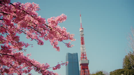 cherry blossoms and tokyo tower