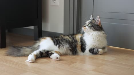 majestic domestic cat laying on modern home floor and look around