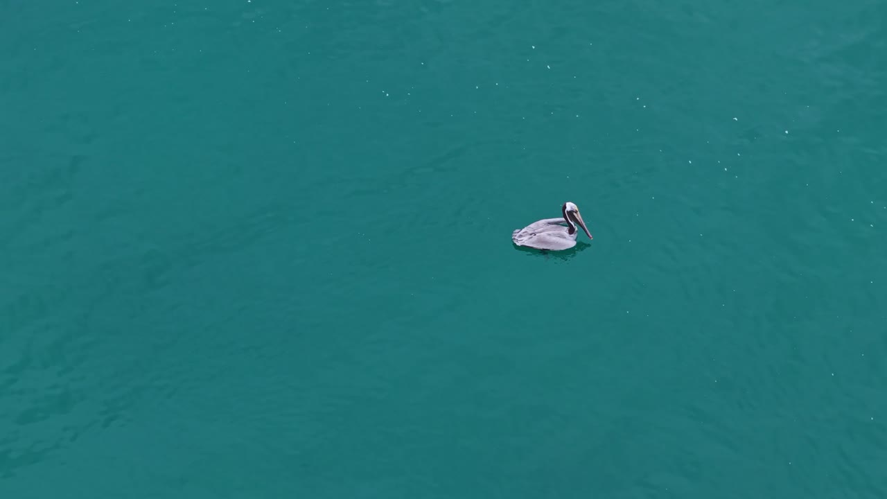 Bird floats on ocean near Santa Marianita, Ecuador's kitesurfing coast