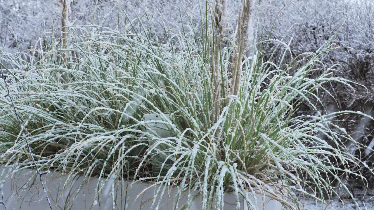 Lunghe erbe ornamentali ricoperte di neve fresca durante una tranquilla nevicata invernale