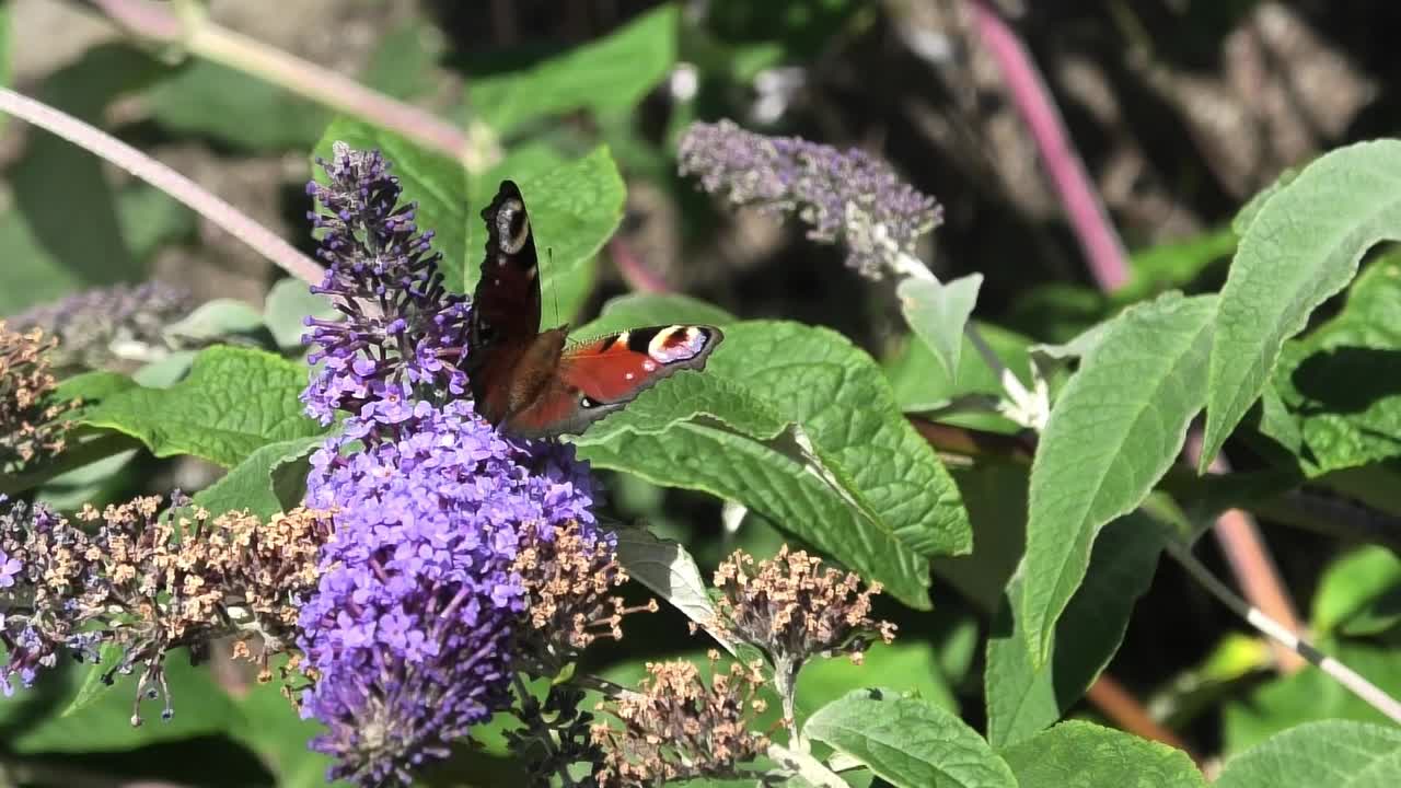 una mariposa pavo real bebiendo néctar en una flor buddleia filmada en cámara lenta