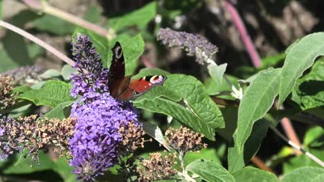 Ein-Tagpfauenauge-Trinkt-Nektar-Auf-Einer-Sommerfliederblüte,-Gefilmt-In-Zeitlupe