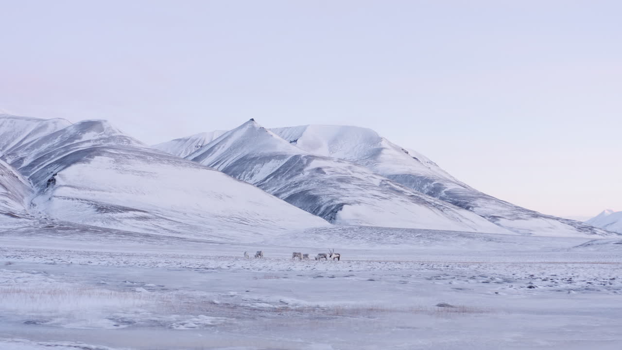 pequeña familia de renos alimentándose en la tundra montañosa cubierta de nieve fresca