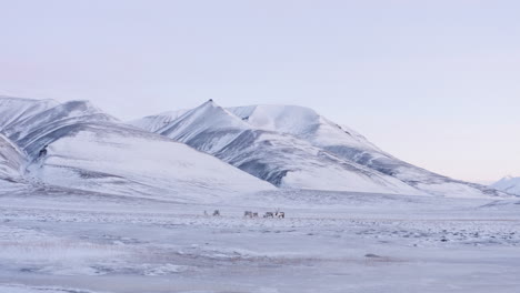 Pequeña-Familia-De-Renos-Alimentándose-En-La-Tundra-Montañosa-Cubierta-De-Nieve-Fresca