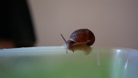 Caracol-Con-Una-Concha-Rota-En-El-Borde-De-Una-Caja-De-Plástico