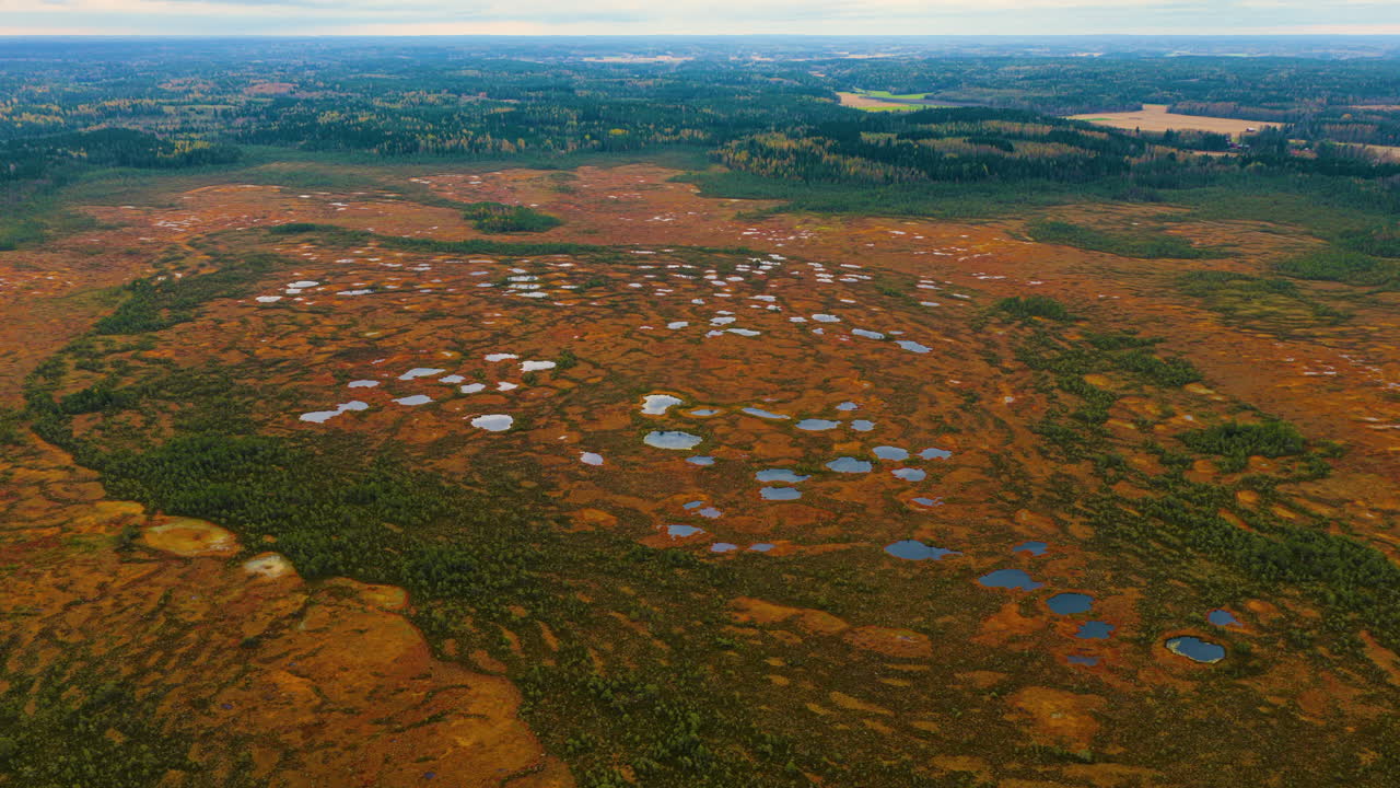 Panoramic drone shot around a bog during peak foliage, autumn day in Finland