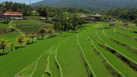 rice terrace fields on bali island countryside, indonesia