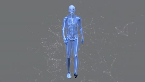 animación de esqueleto caminante y formas en fondo gris