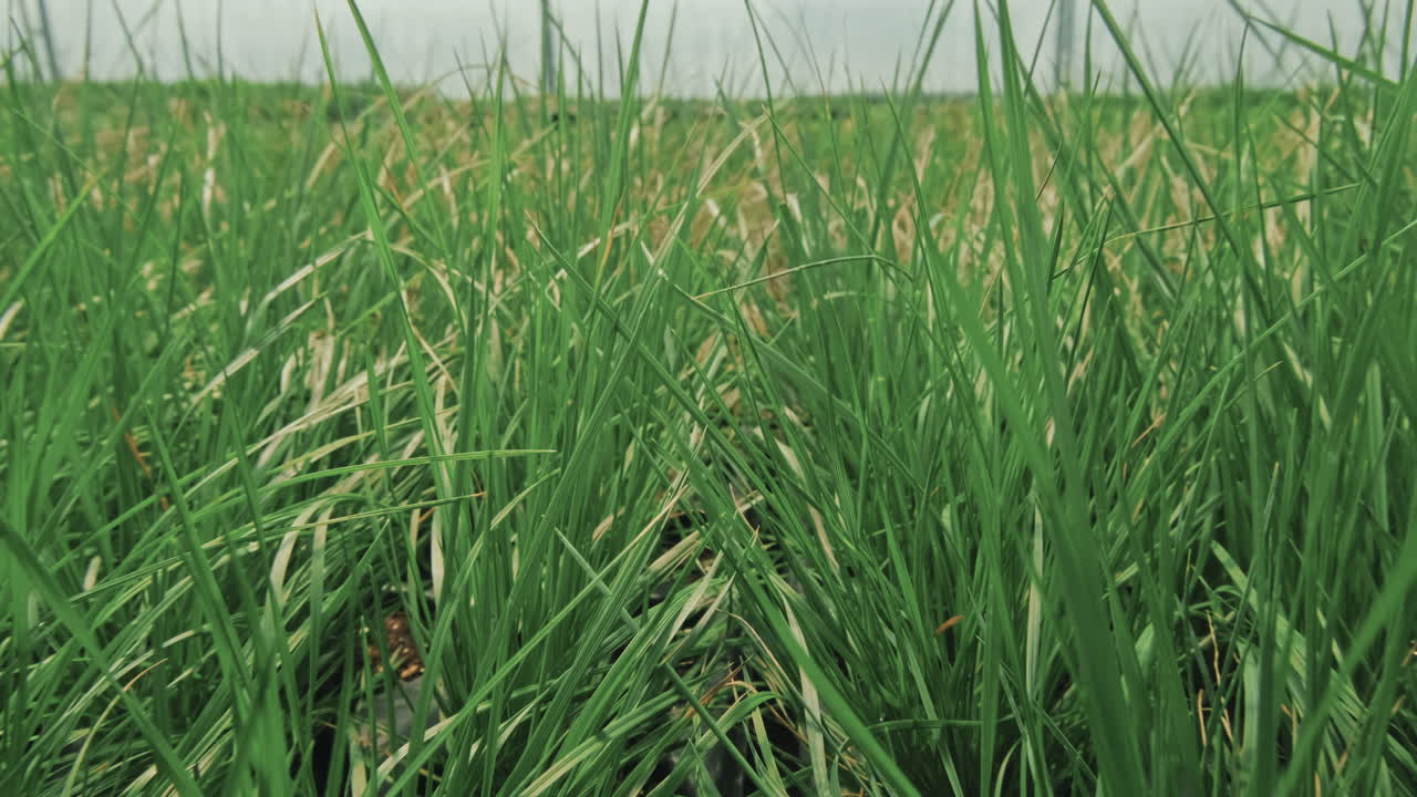 Rows of Green Grass Leaves