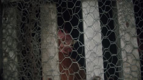 chicken kept in a cage in a small village in portugal