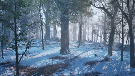 snowy forest in winter fog