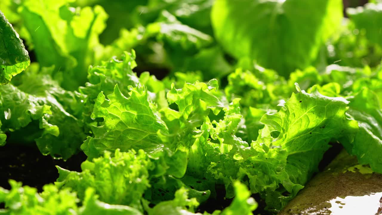 Salad greens sprayed with water in lush outdoor garden scene with vibrant green color