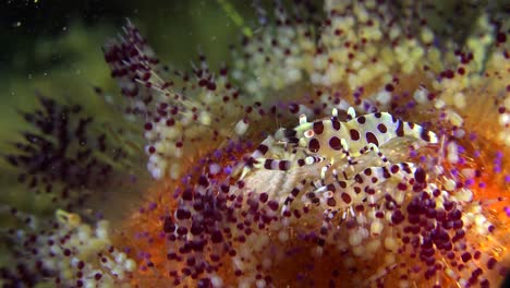 close up of two coleman shrimps on fire urchin filmed in the philippines