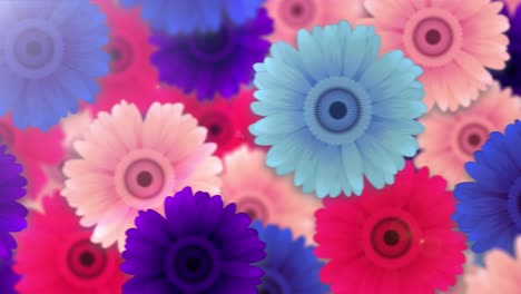 gerbera wall [loop]